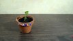 Plants started to behave differently - Video Dailymotion