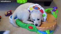 Kittens And Puppies Playing with babies