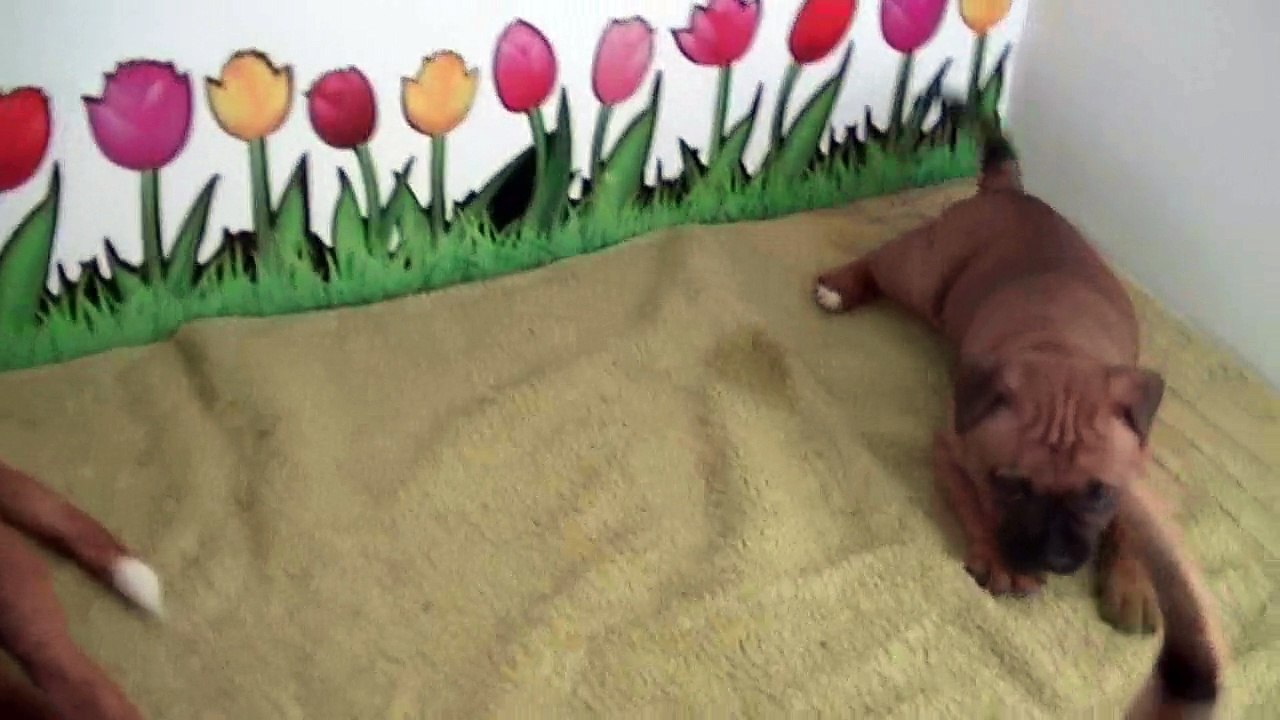 38ème  vidéo Maman staffie et ses petits chiots de la 22ème portée de STAFFORDLAND