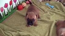 41ème  vidéo  les petits chiots staffi de la 22ème portée de STAFFORDLAND