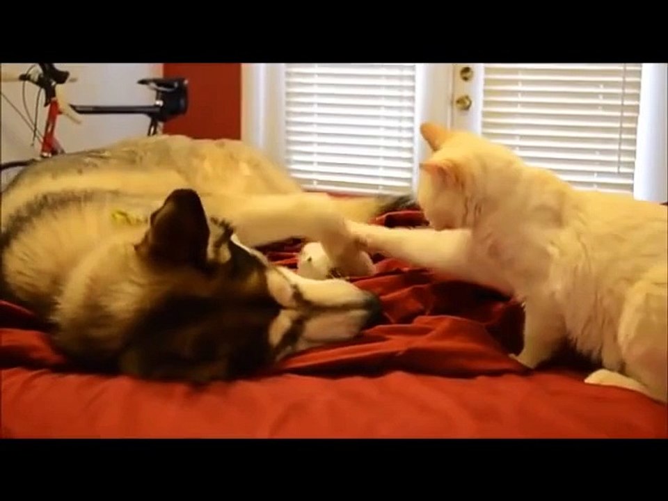 Funny and Cute Videos - Funny Cute Animal Videos - Cute Cats And Dogs Compilation 2015