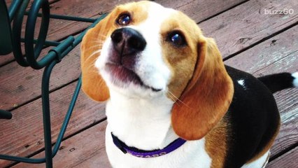 China is making buff beagles