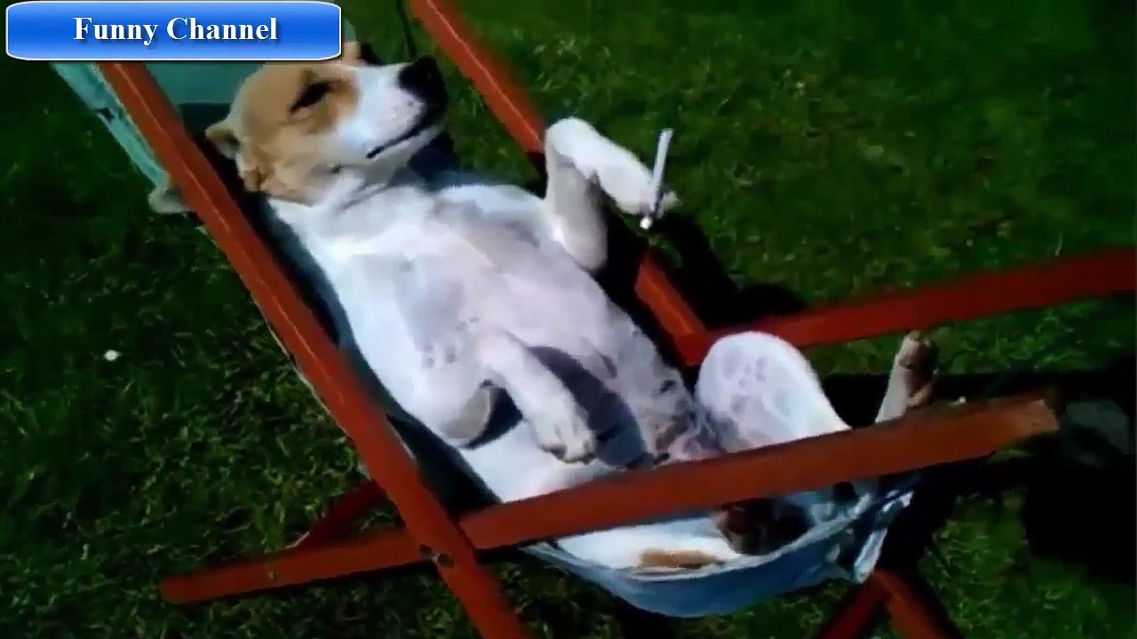 Funny Animals Videos -Funny and Cute Animal Compilation 2015- Best Funny Animals compilation 2015