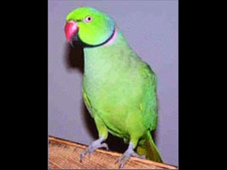 Indian ringneck Tota Dr.Ashraf Sahibzada