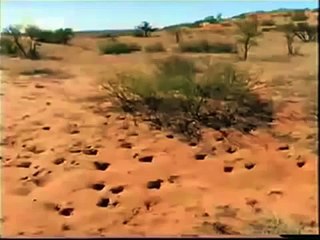 أقوى حيوان  في العالم الغرير المجنون.. يهاجم كل مايصادفه ويلتهم كل شي