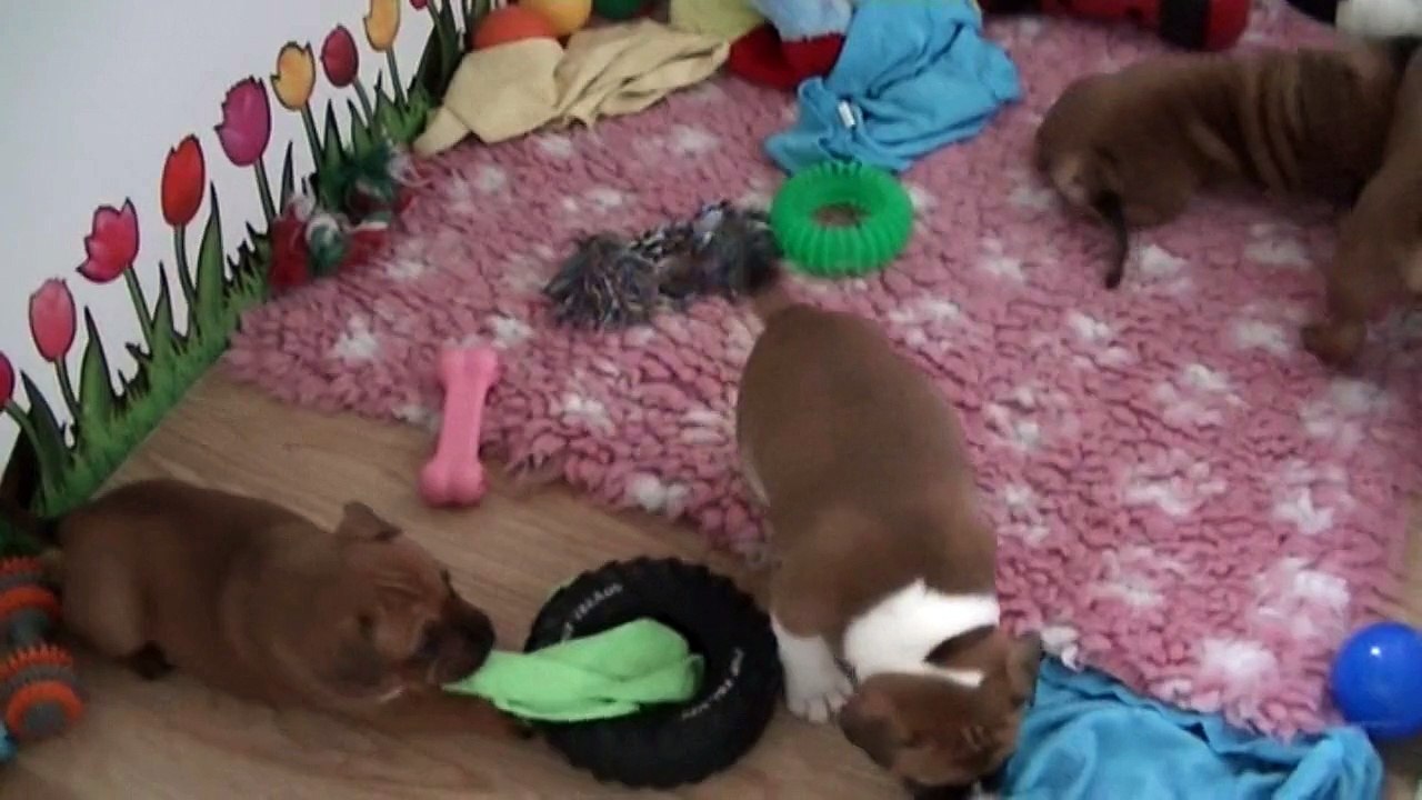 46ème  vidéo  les petits chiots staffi de la 22ème portée de STAFFORDLAND