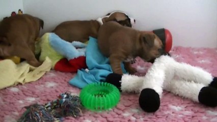 47ème  vidéo Chiot n°3 Femelle de la 22ème portée de STAFFORDLAND