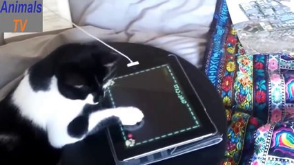 Funny Cats ► Crazy Animal Videos Compilation August 2015 ► Animals TV