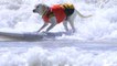 Watch These Adorable Dogs Catch Waves at the Surf City Surf Dog Competition