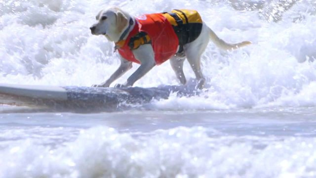 Watch These Adorable Dogs Catch Waves at the Surf City Surf Dog Competition