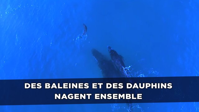 Des baleines et des dauphins nagent ensemble