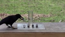 Les corbeaux sont très intelligents... Dingue!