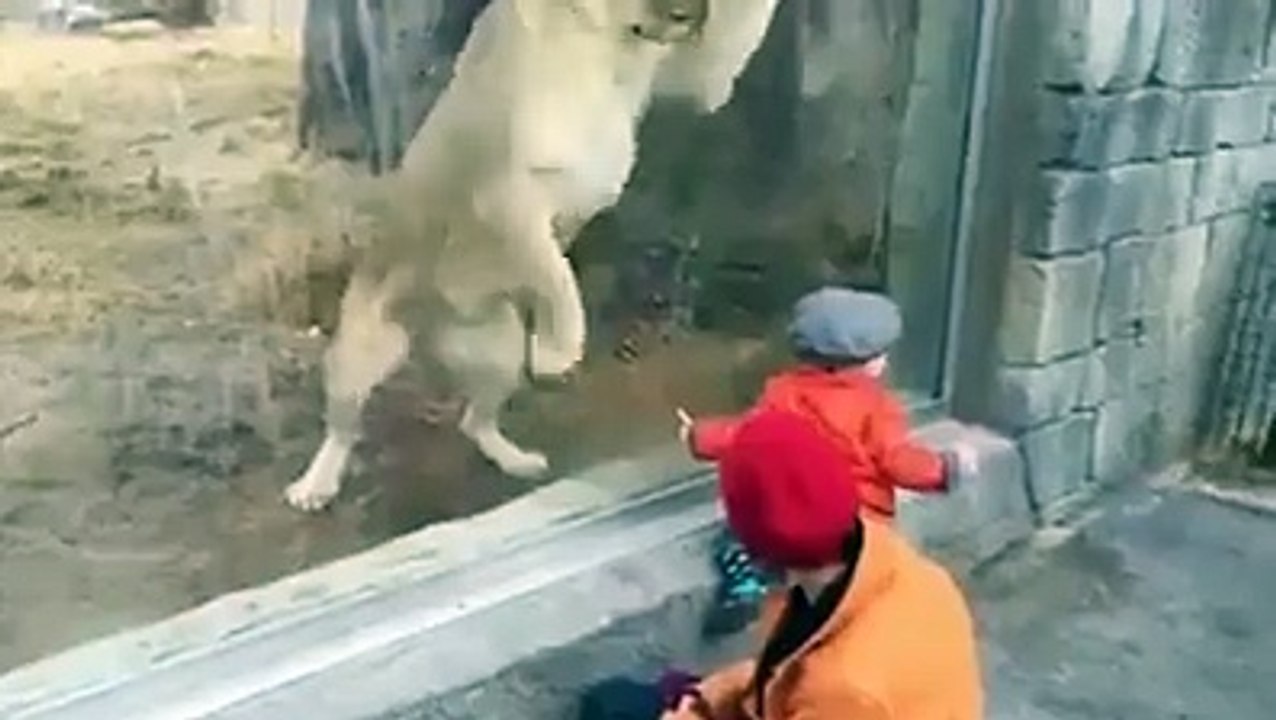 Kid vs Loin. beautiful scene