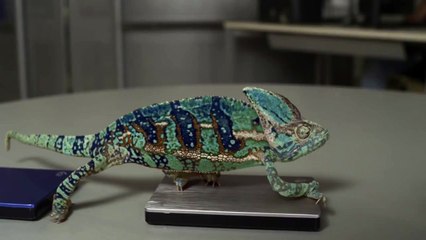 Chameleon Changing Colors