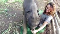 Cute Baby Elephant Hugs Allie Thailand