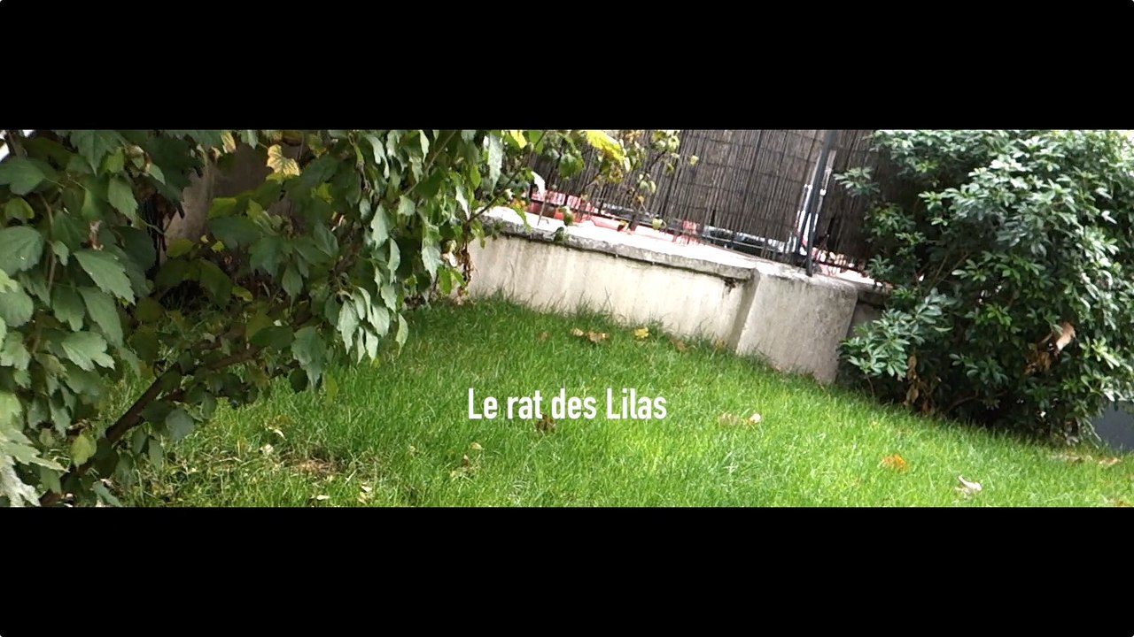 Le rat des Lilas