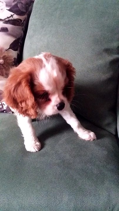 satılık cavalier king charles 05414501227