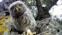 Cute and Funny Owls and Owlets | Funny Best Videos 2015