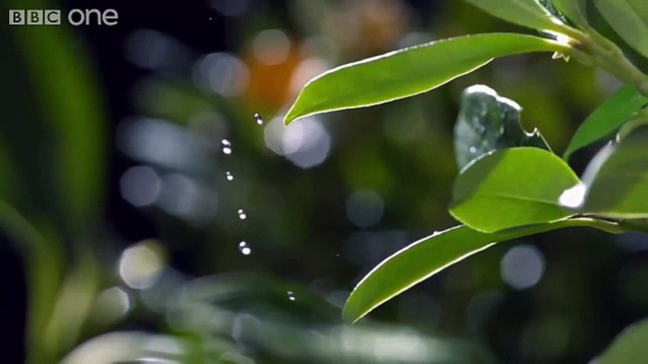 Su fışkırtarak avlanan balık