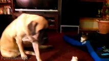 Funny Cats Stealing Dog Beds - Best Cats Videos