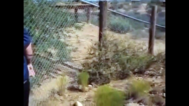 أكبر أسد في العالم (أسد الأطلس) شي كبير يا عمري