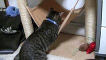 ハンモックの使用方法が変な猫達（面白い＆可愛い猫）Hammock and cat