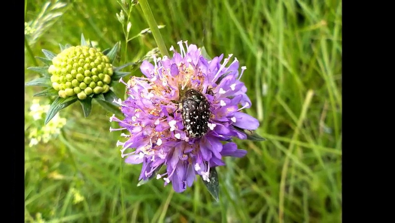 Atelier faune & flore à Concorès