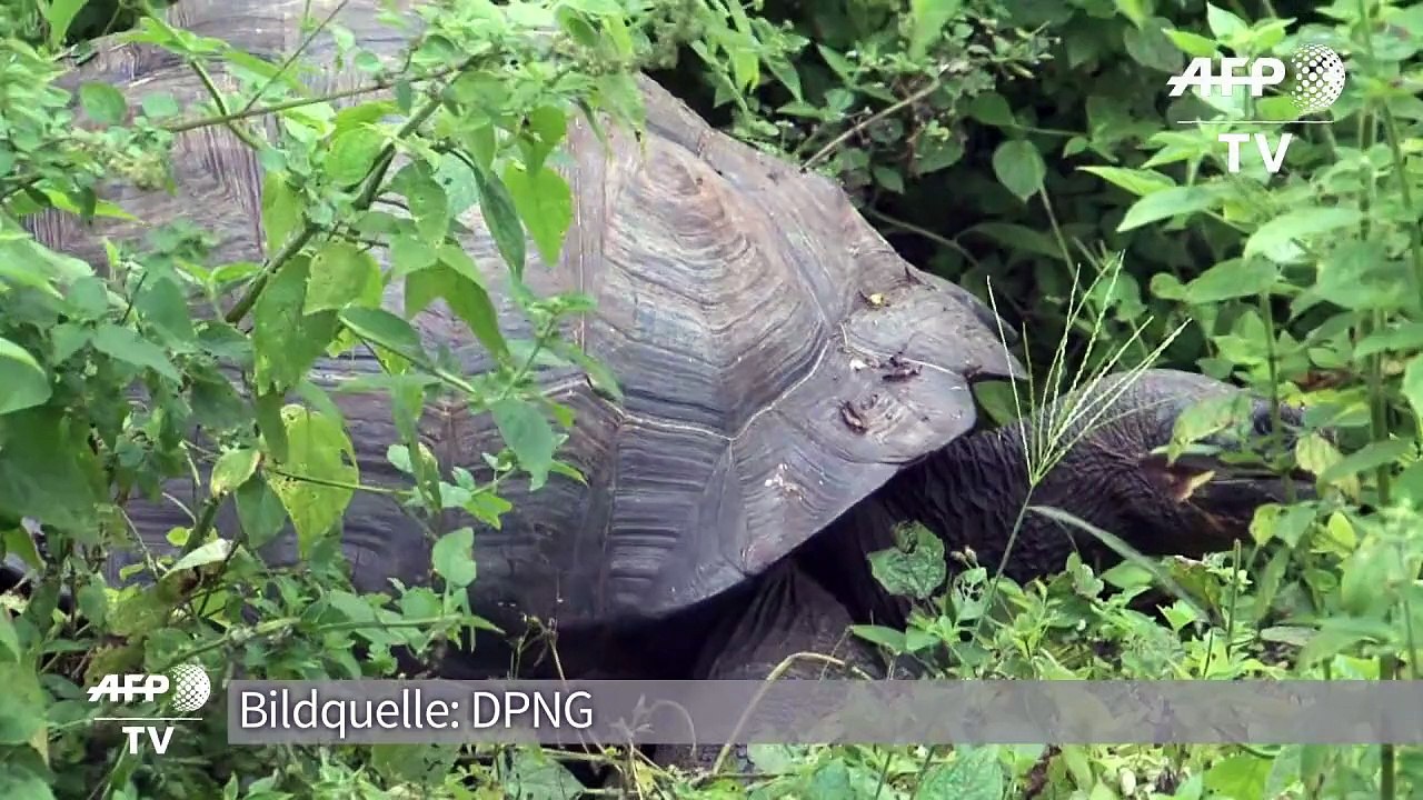 Neue Riesenschildkrötenart auf Galápagos-Inseln entdeckt