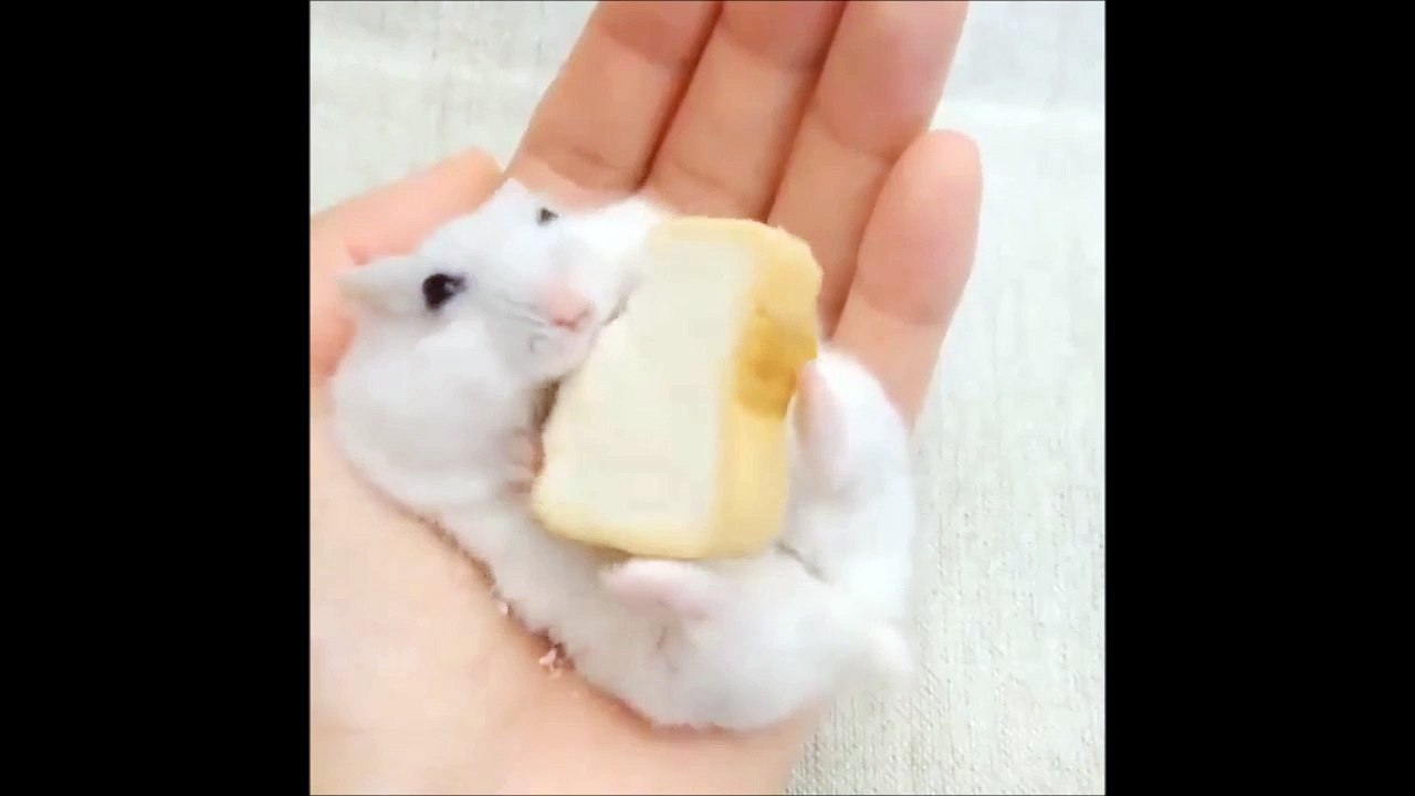Une grosse souris apprivoisée mange du pain... Trop mignon