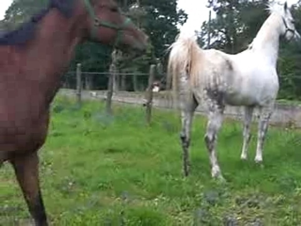 Les chevaux au près