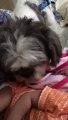 Shih Tzu Covers 3-Year-Old Baby With Blanket