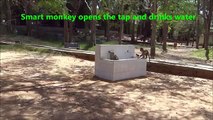 Quick-witted and not. Funny monkey drinking water from a faucet with a secret