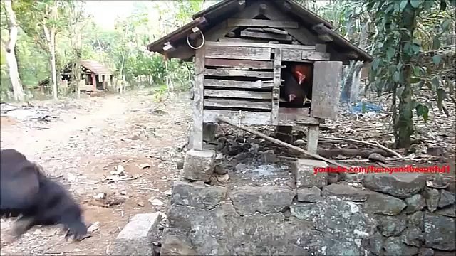 The long-awaited moment. Funny waited feeding chickens