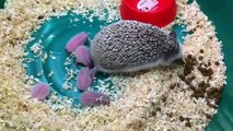 Hedgehog and her pink newborn babies. Funny hedgehogs