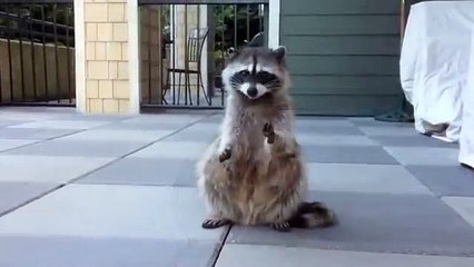 Raccoon makes Okay Okay. Funny raccoon