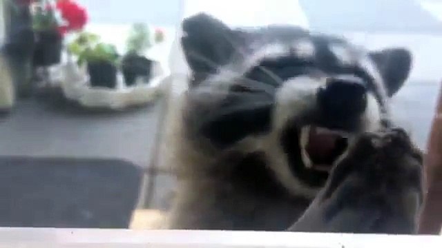 Raccoon eating crackers. Funny raccoon trapeznichat