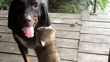 Raccoon playing with a dog. Funny raccoon and dog