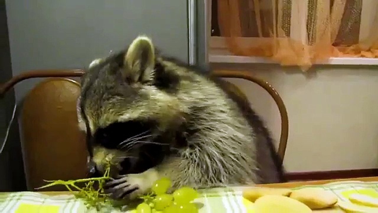 Raccoon with great pleasure eating grapes Funny raccoon regales dessert