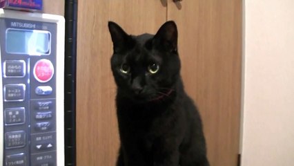 可愛い声でご飯をオネダリする黒猫（面白い＆可愛い子猫）The black cat which wants food