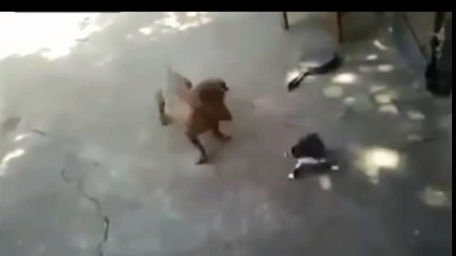 Кошка напала на собаку