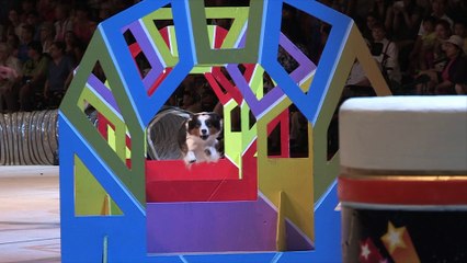 Celebrity Dog Meditates Before Shows