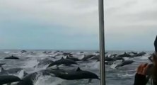 Spectacle grandiose avec un immense banc de dauphins