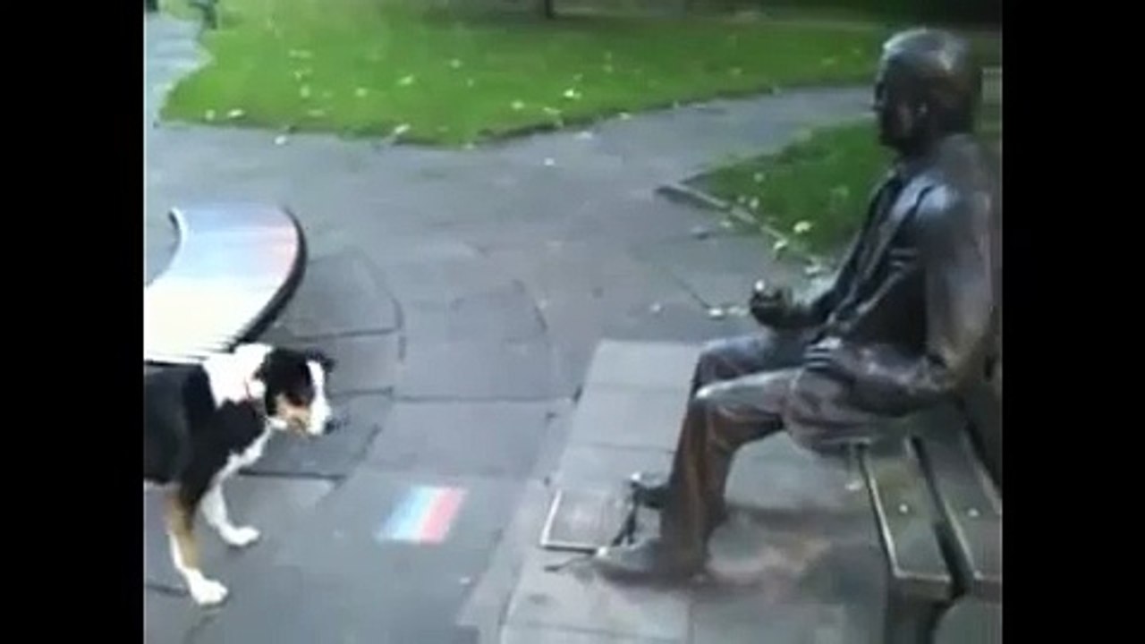 ★ PERRO NO ENTIENDE PORQUE LA ESTATUA NO LE CONTESTA! - Perros Locos Humor Divertidos Chistosos
