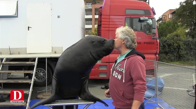 Les otaries font le show au Grand Cirque sur l'eau