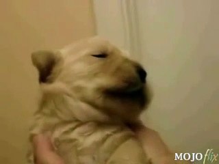 ★ PERRO QUE CHIFLA, INCREIBLE - Perros Locos Humor Divertidos Chistosos risa