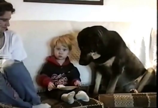 ★ PERRO ROBA COMIDA AL NIÑO ★ Perros Locos Humor Divertidos Chistosos risa