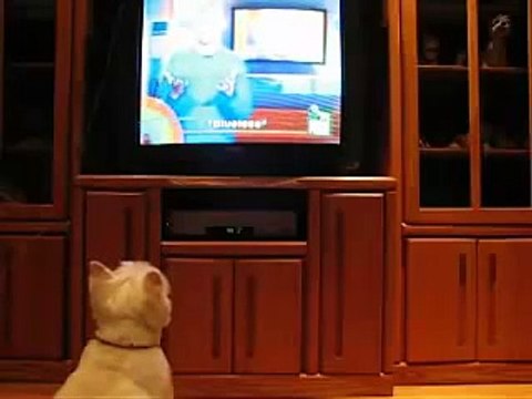 ★ PERRO SE PONE LOCO A VER ANIMAL PLANET - Perros Locos Humor Divertidos Chistosos risa