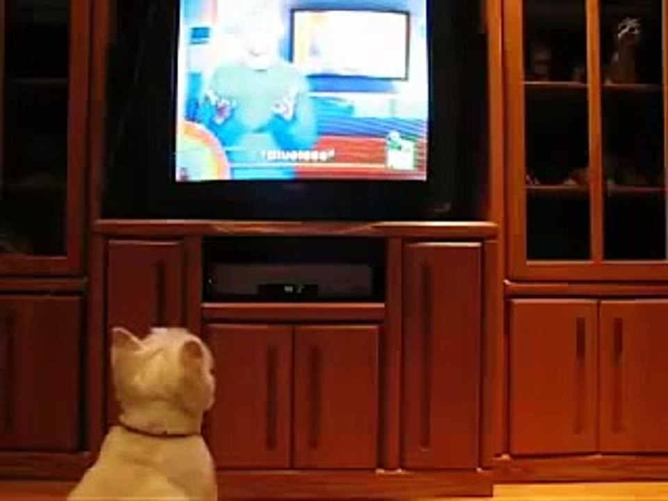 ★ PERRO SE PONE LOCO A VER ANIMAL PLANET - Perros Locos Humor Divertidos Chistosos risa