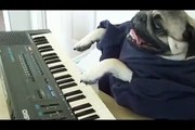 ★ PERRO TOCANDO EL PIANO! - Perros Locos Humor Divertidos Chistosos risa