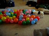 ★ PERRO VS. GLOBOS - MUY BUENO! ★ Perros Locos - Humor Perros - Perros Divertidos Chistosos